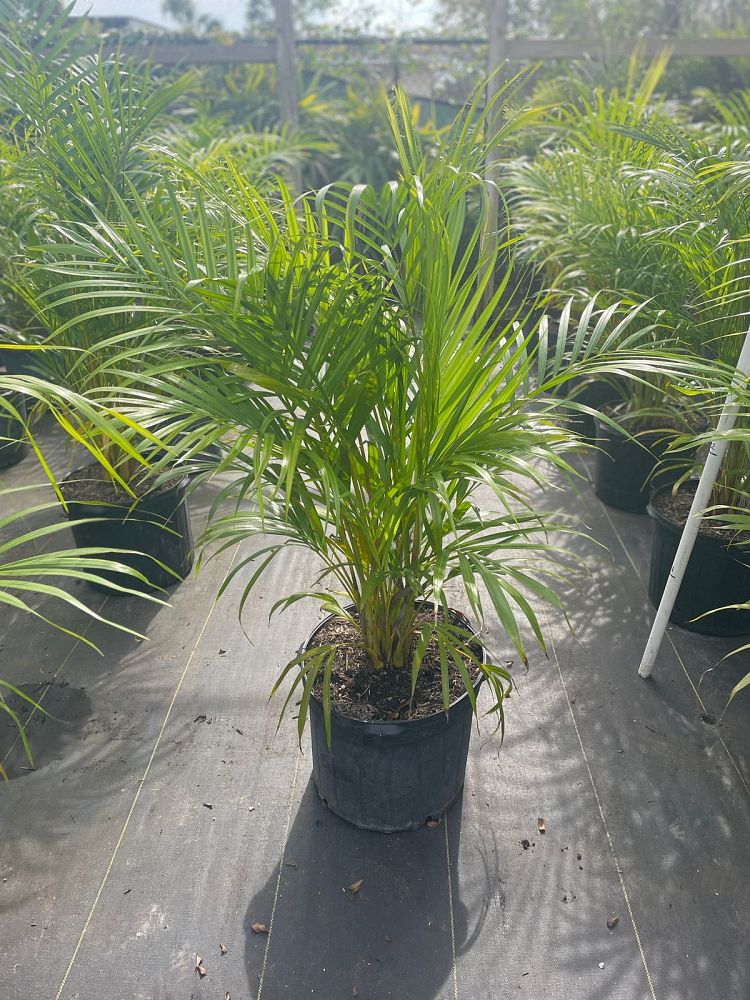 dypsis-lutescens-areca-palm