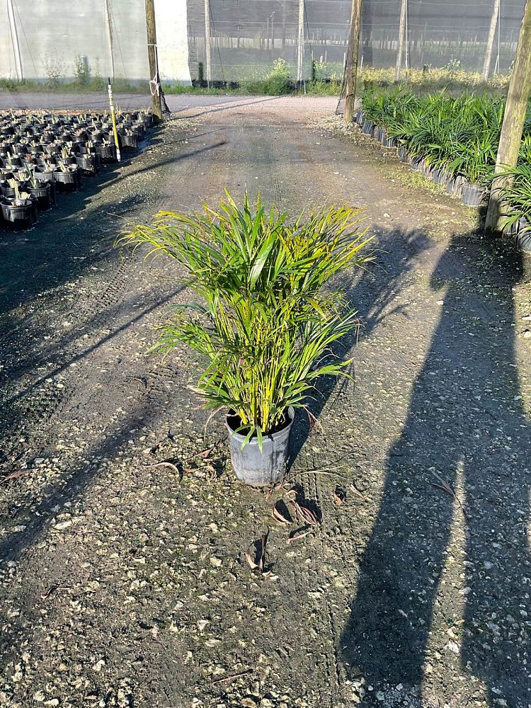 dypsis-lutescens-areca-palm