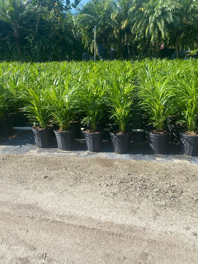 dypsis-lutescens-areca-palm