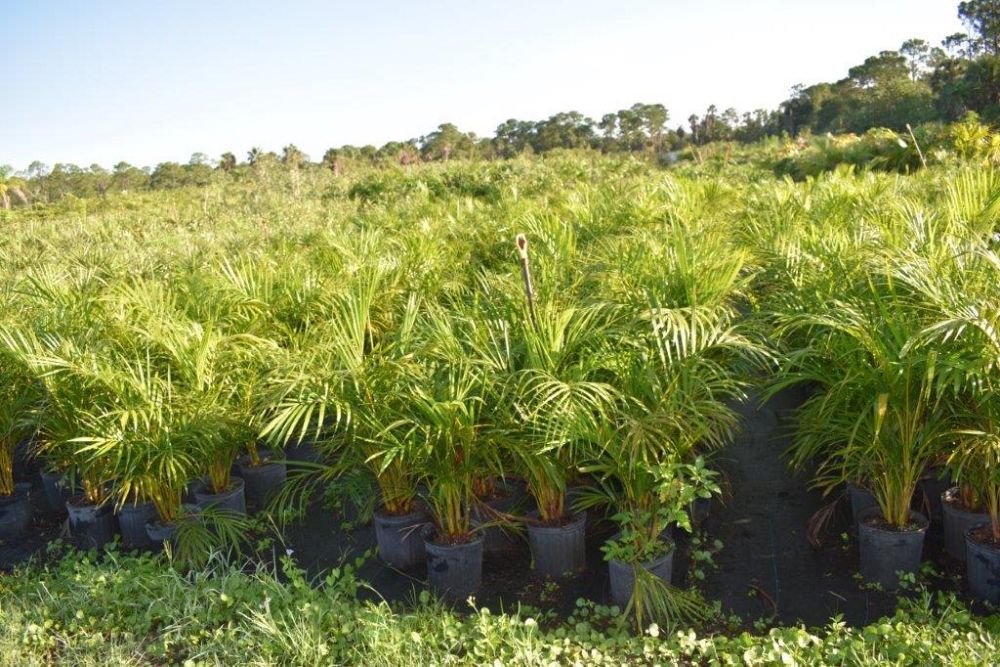 dypsis-lutescens-areca-palm