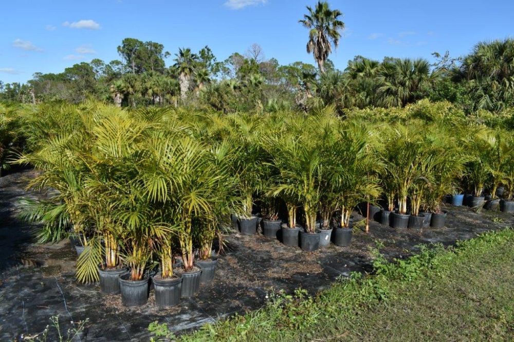 dypsis-lutescens-areca-palm