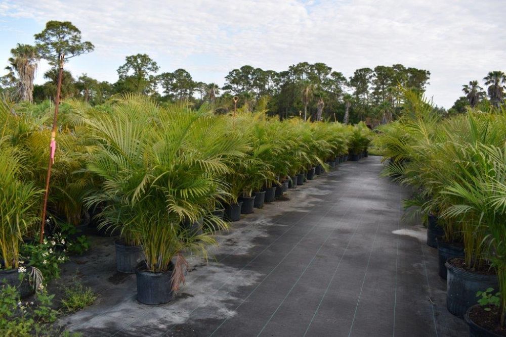 dypsis-lutescens-areca-palm