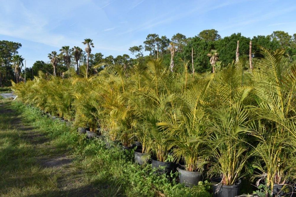 dypsis-lutescens-areca-palm
