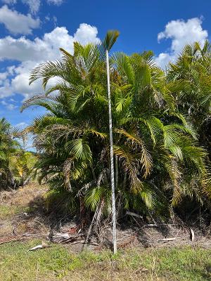 dypsis-lutescens-areca-palm