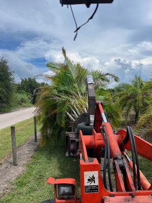 dypsis-lutescens-areca-palm