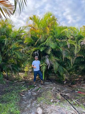dypsis-lutescens-areca-palm