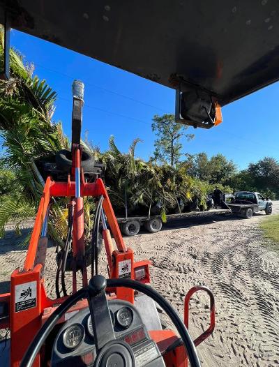 dypsis-lutescens-areca-palm