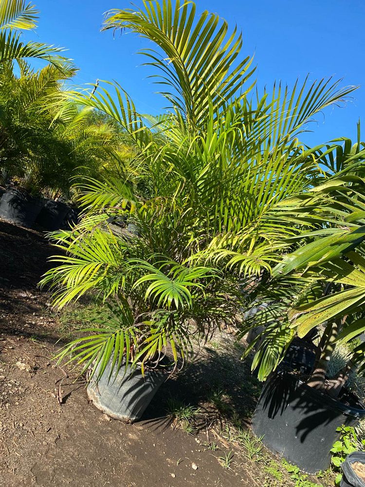 dypsis-lutescens-areca-palm
