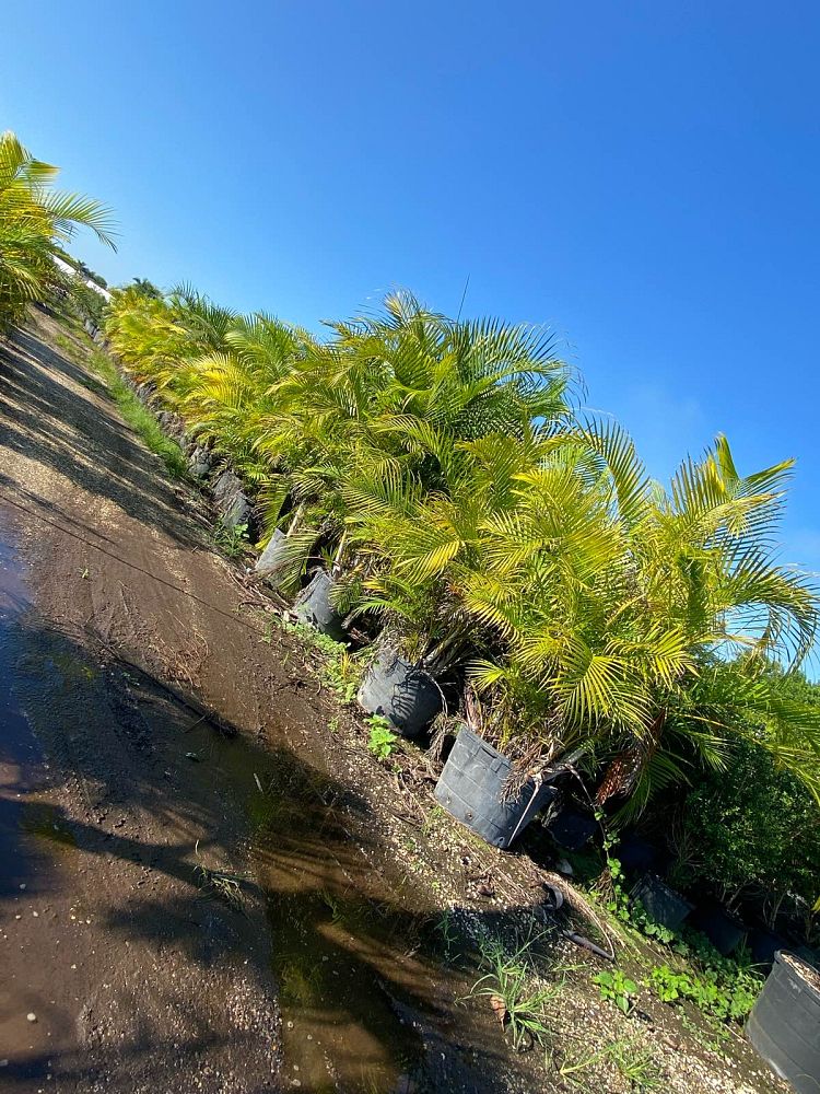 dypsis-lutescens-areca-palm