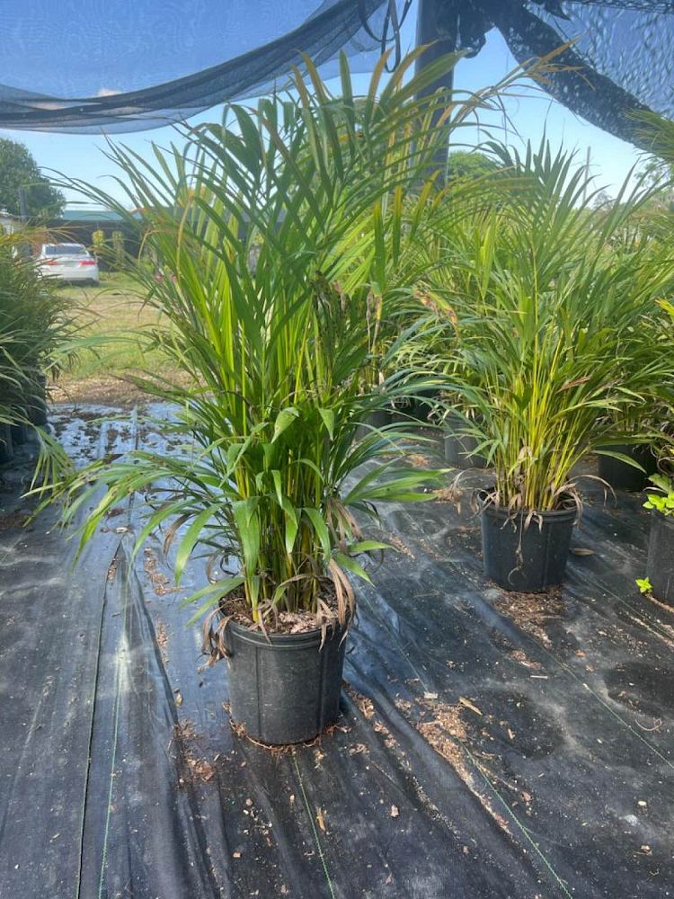 dypsis-lutescens-areca-palm
