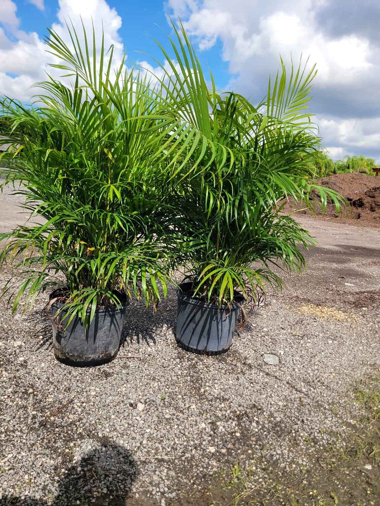 dypsis-lutescens-areca-palm