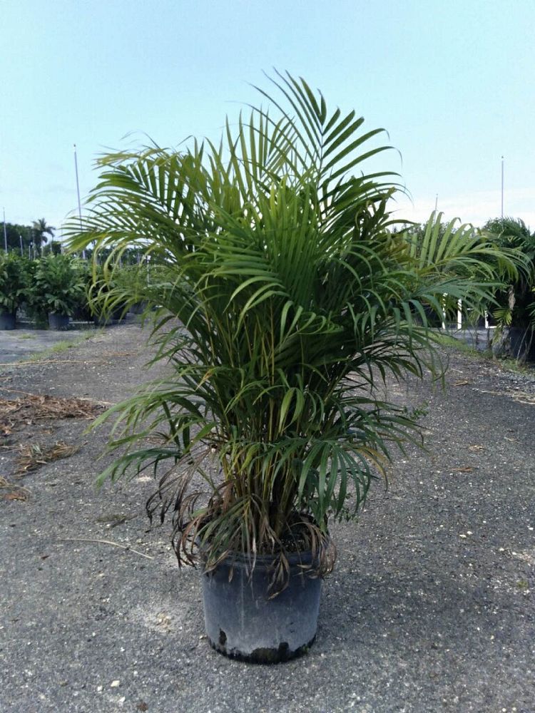 dypsis-lutescens-areca-palm