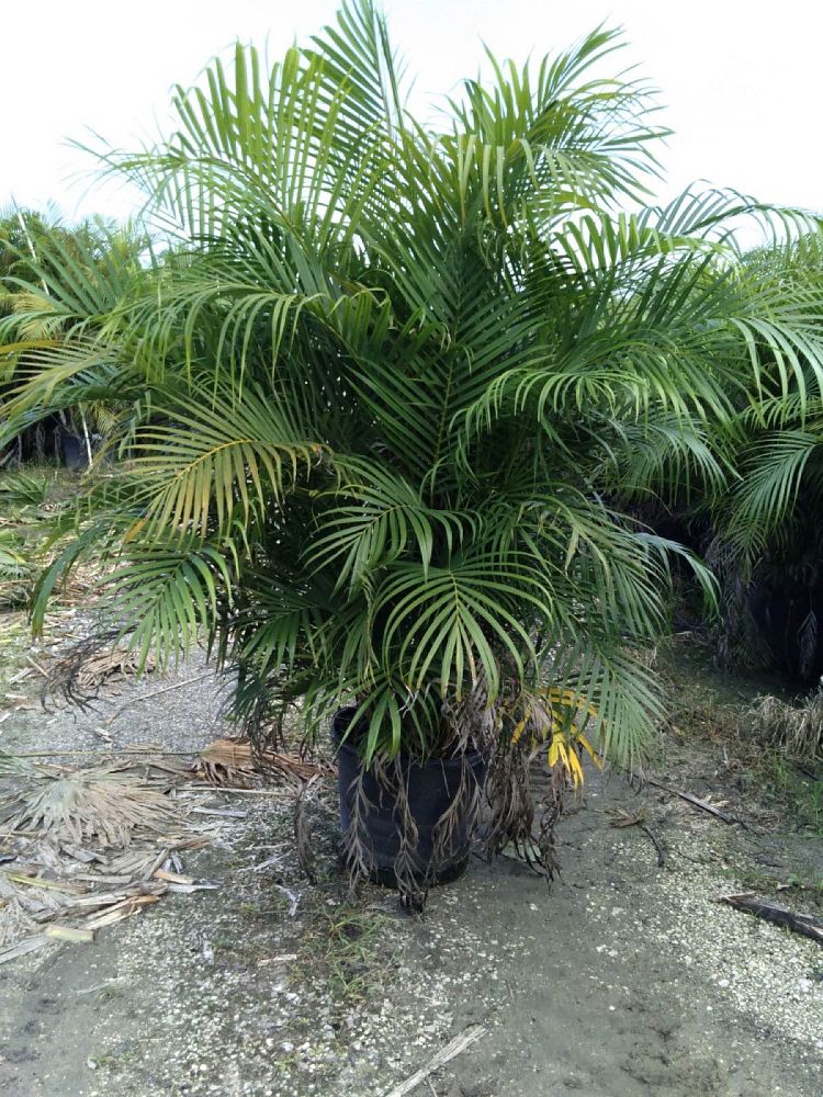dypsis-lutescens-areca-palm