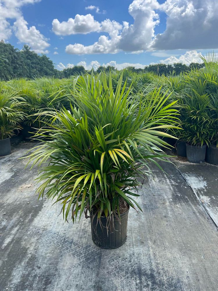 dypsis-lutescens-areca-palm