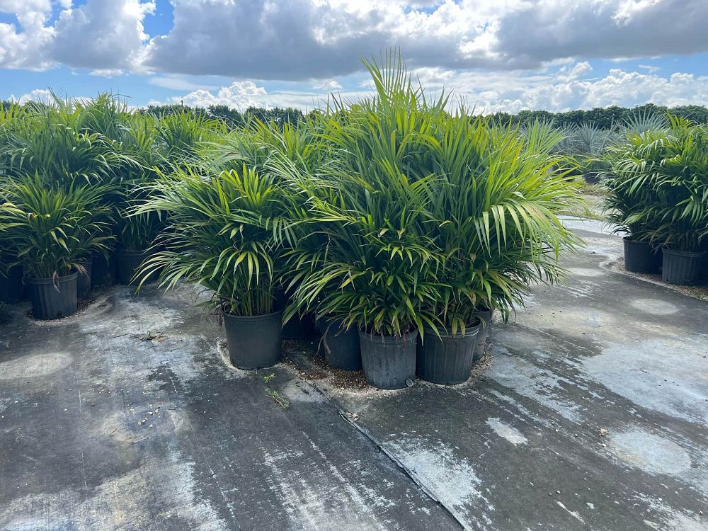 dypsis-lutescens-areca-palm
