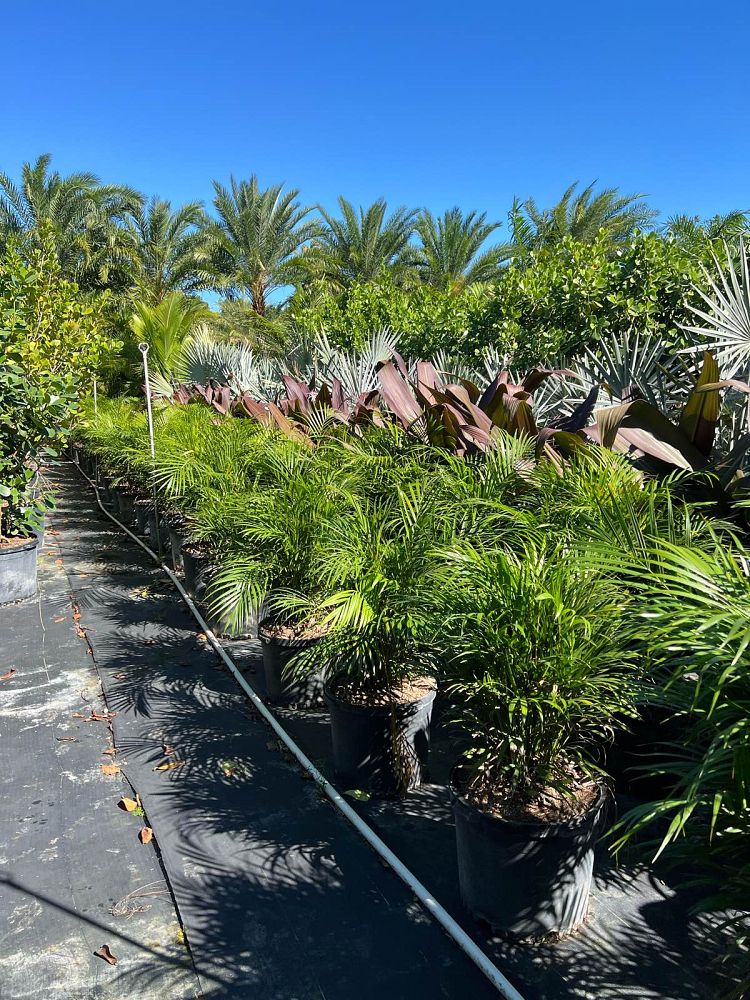 dypsis-lutescens-areca-palm
