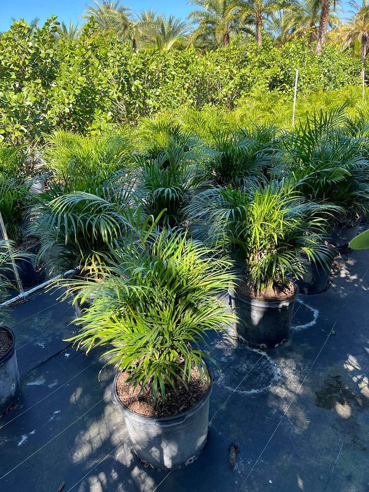 dypsis-lutescens-areca-palm