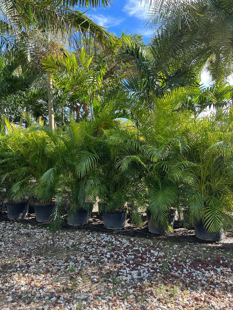 dypsis-lutescens-areca-palm
