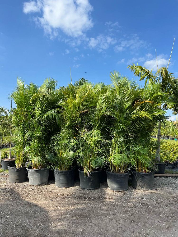 dypsis-lutescens-areca-palm