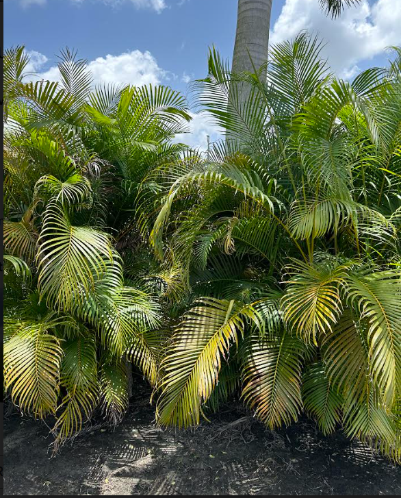 dypsis-lutescens-areca-palm