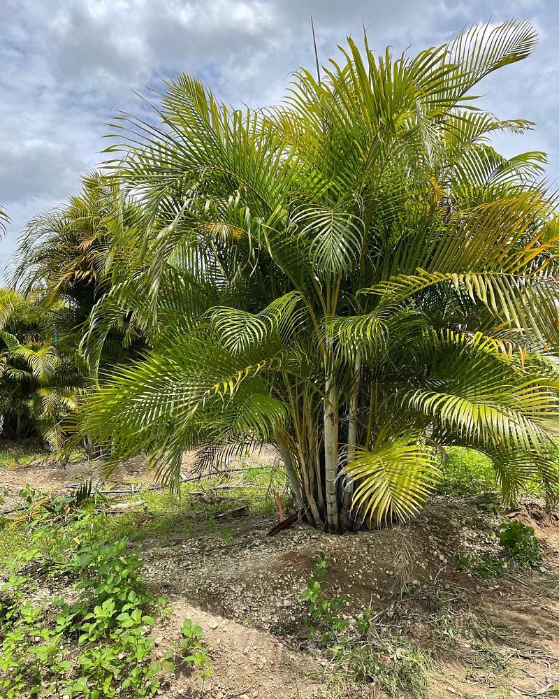 dypsis-lutescens-areca-palm