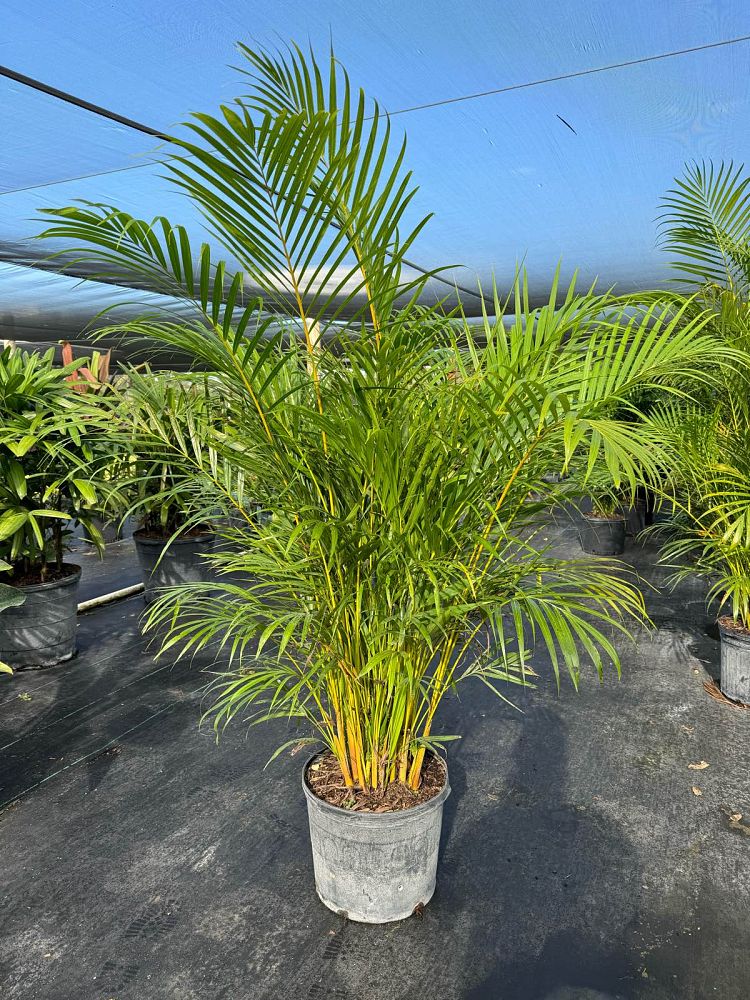 dypsis-lutescens-areca-palm