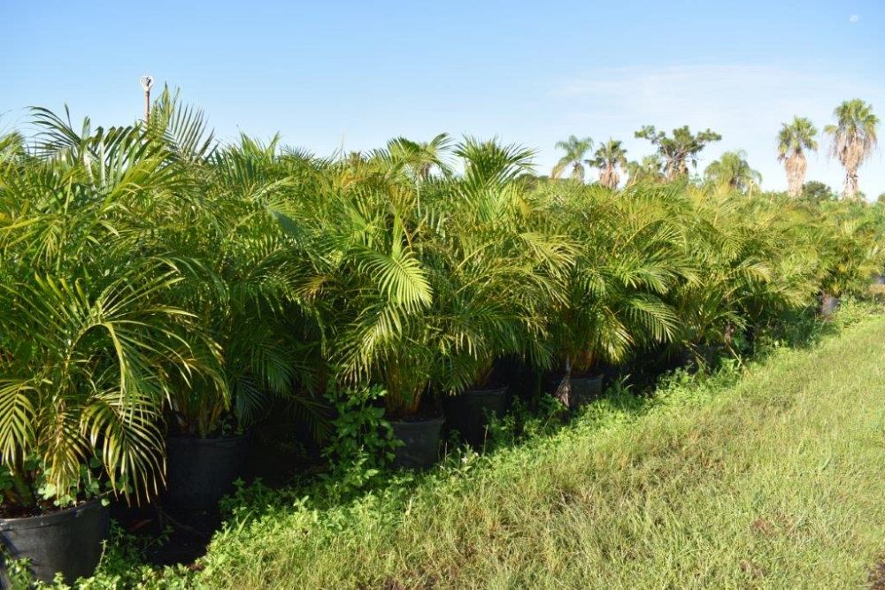 dypsis-lutescens-areca-palm