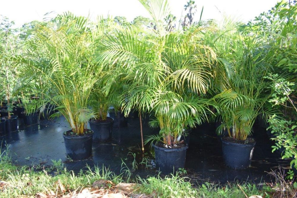 dypsis-lutescens-areca-palm