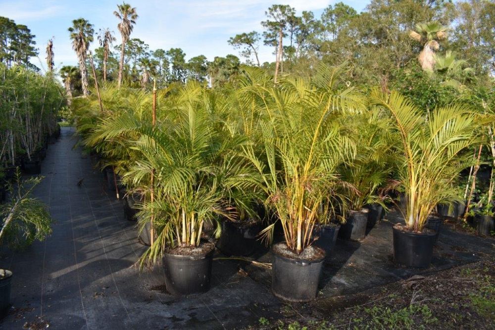 dypsis-lutescens-areca-palm