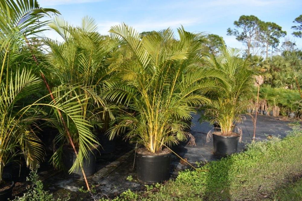 dypsis-lutescens-areca-palm