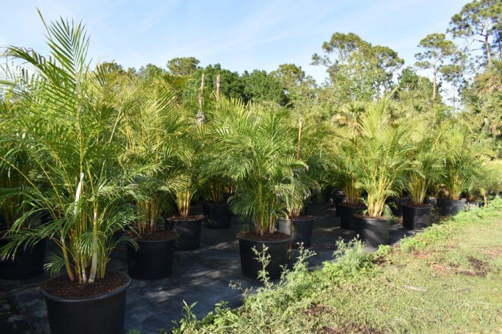 dypsis-lutescens-areca-palm