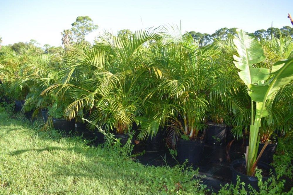 dypsis-lutescens-areca-palm