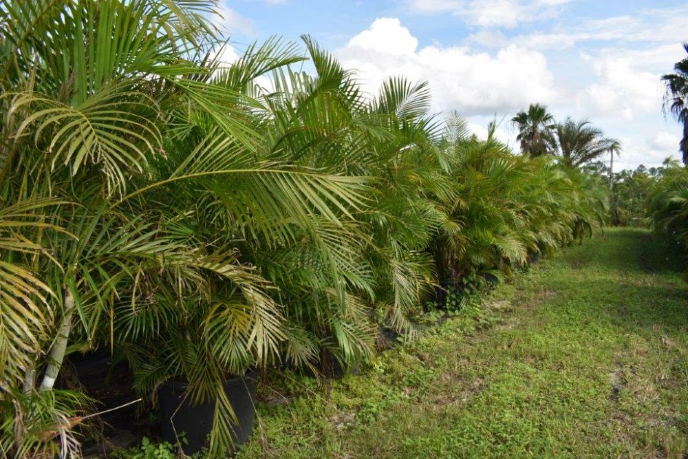 dypsis-lutescens-areca-palm
