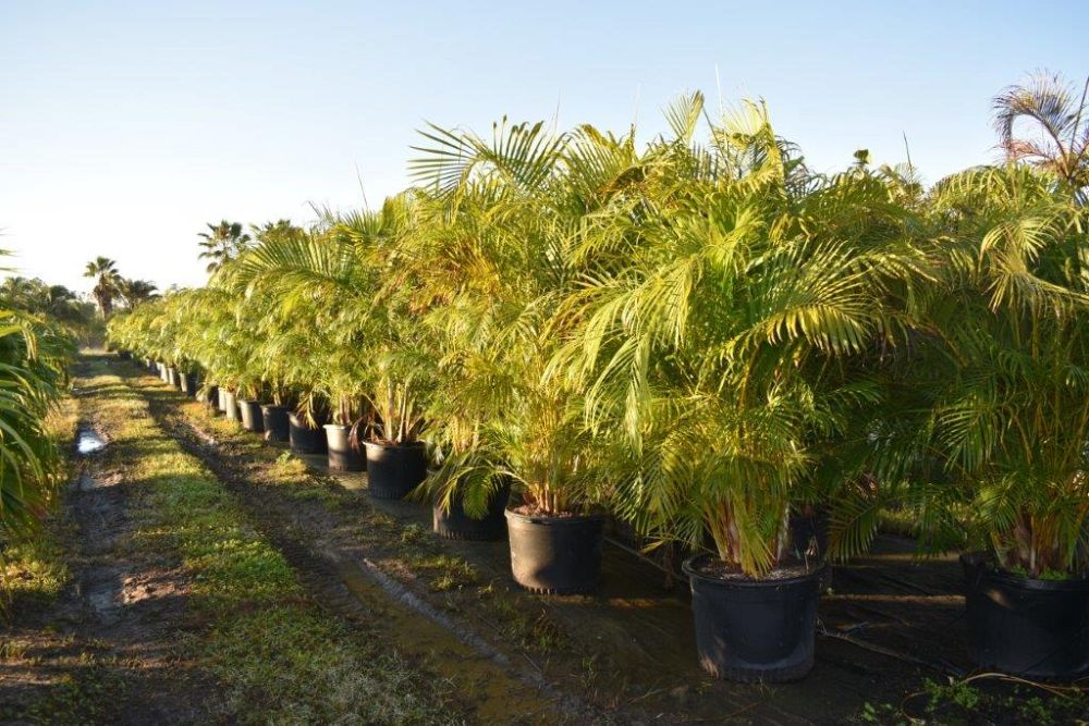 dypsis-lutescens-areca-palm