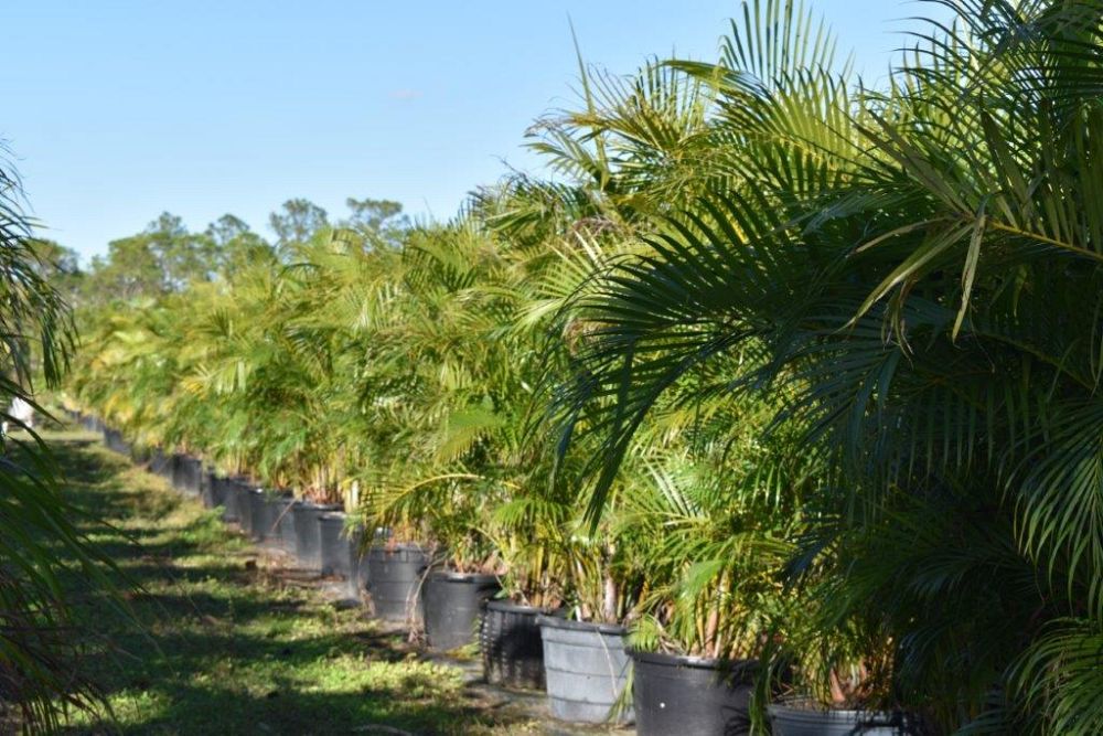 dypsis-lutescens-areca-palm