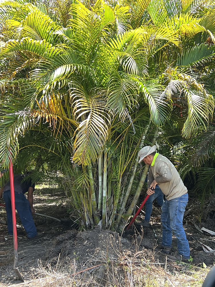 dypsis-lutescens-areca-palm