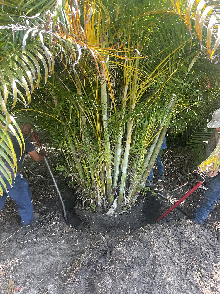 dypsis-lutescens-areca-palm