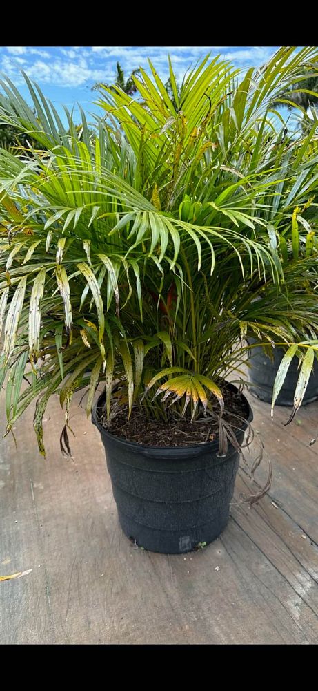 dypsis-lutescens-areca-palm