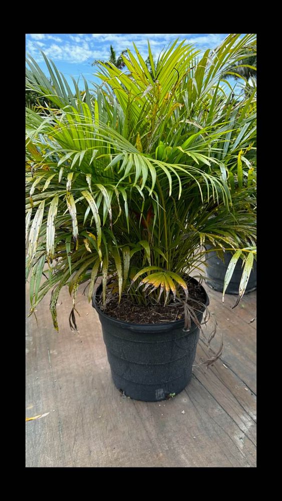 dypsis-lutescens-areca-palm