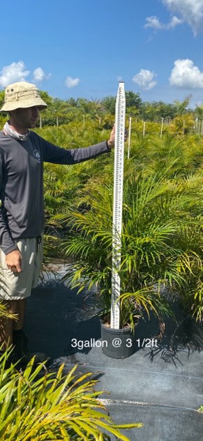 dypsis-lutescens-areca-palm