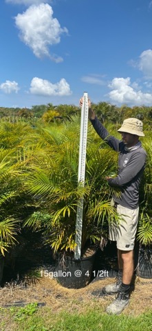 dypsis-lutescens-areca-palm