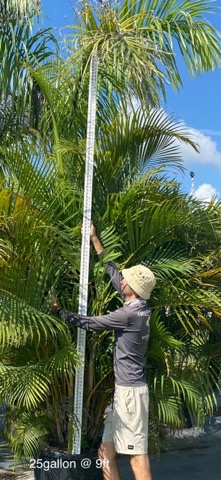 dypsis-lutescens-areca-palm