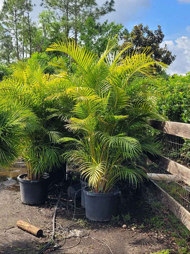dypsis-lutescens-areca-palm