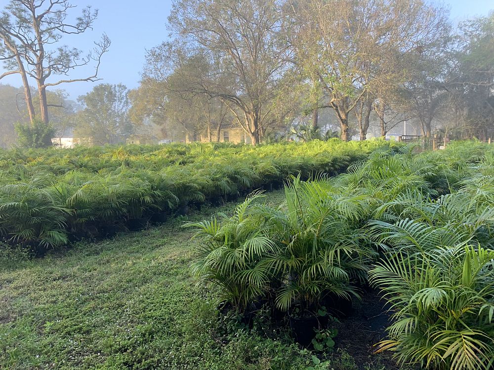 dypsis-lutescens-areca-palm