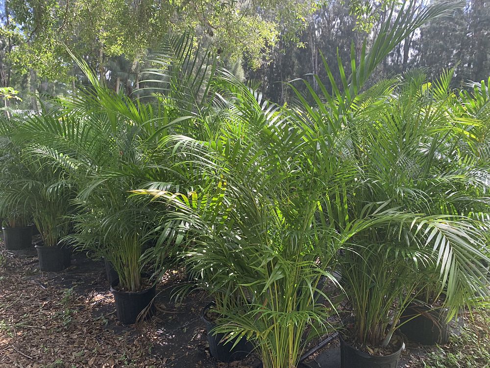 dypsis-lutescens-areca-palm
