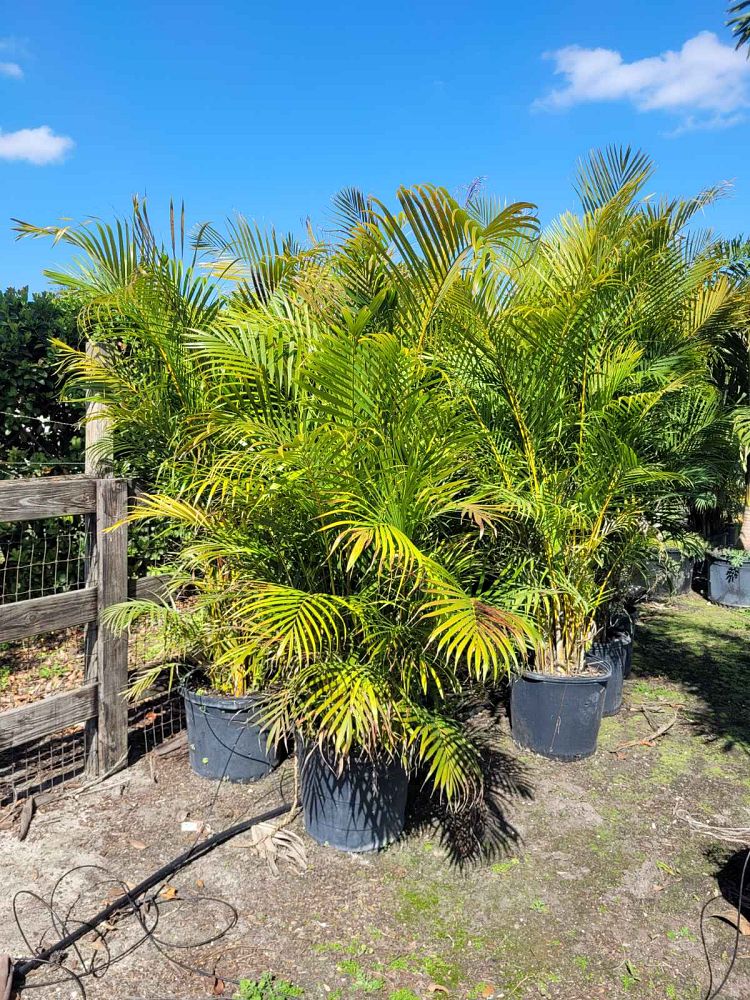 dypsis-lutescens-areca-palm