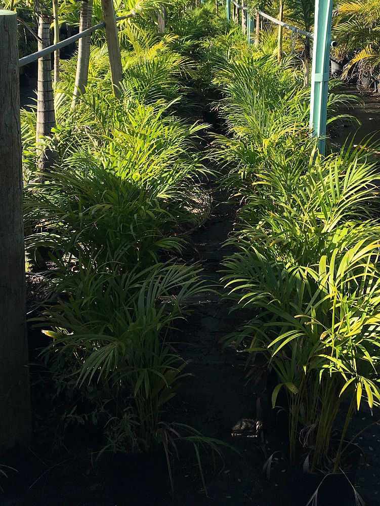 dypsis-lutescens-areca-palm
