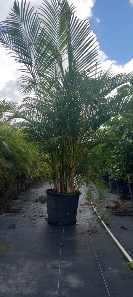 dypsis-lutescens-areca-palm