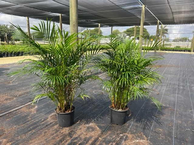 dypsis-lutescens-areca-palm