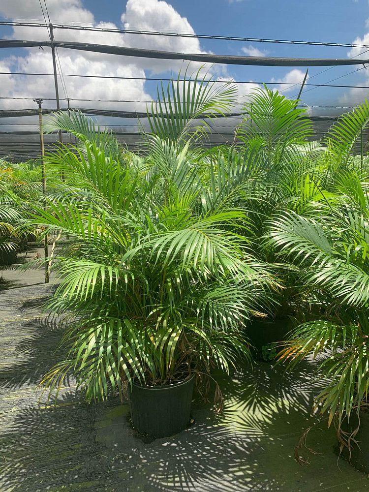 dypsis-lutescens-areca-palm
